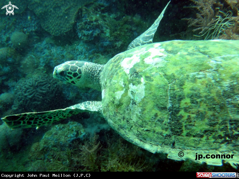 A Tortue Verte