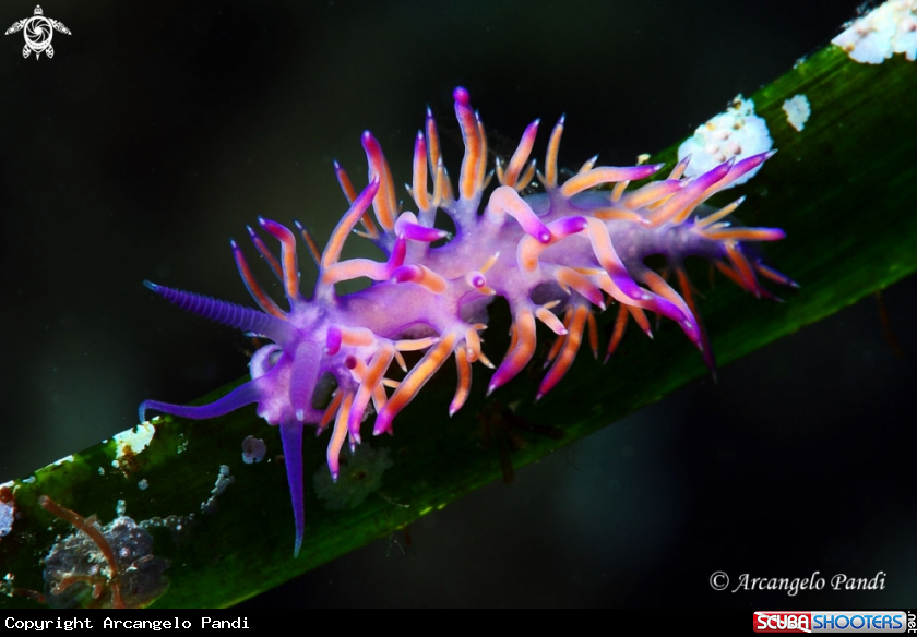 A Flabellina 