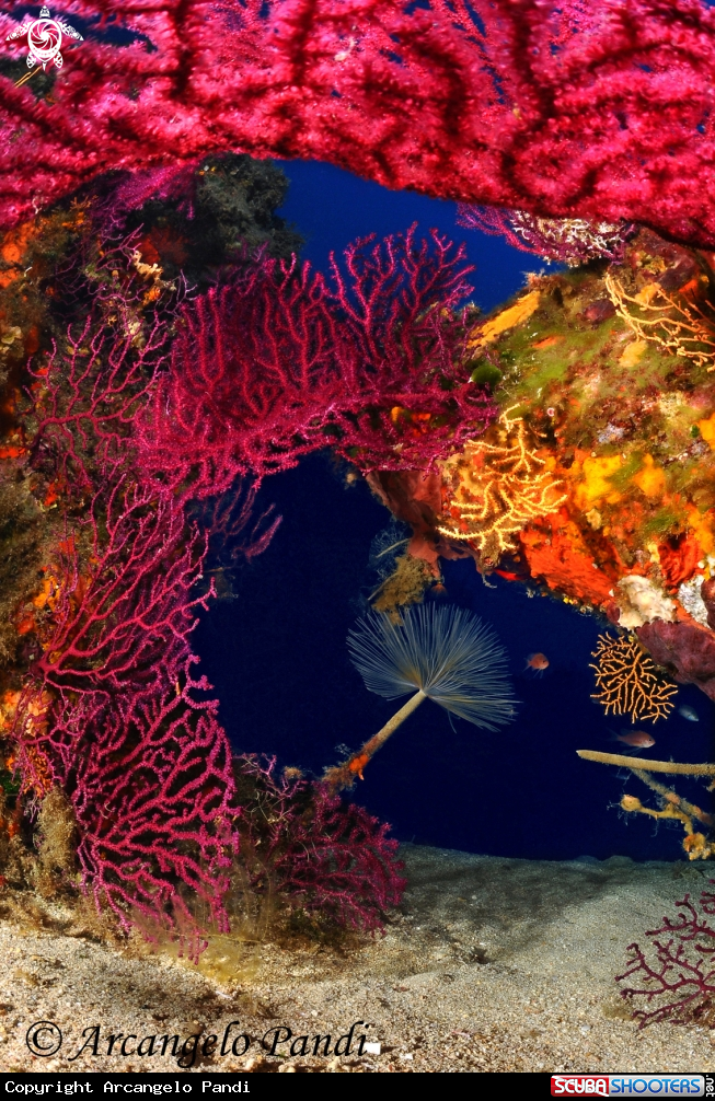 A Gorgonia Rossa
