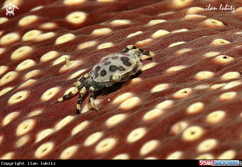 A Crab