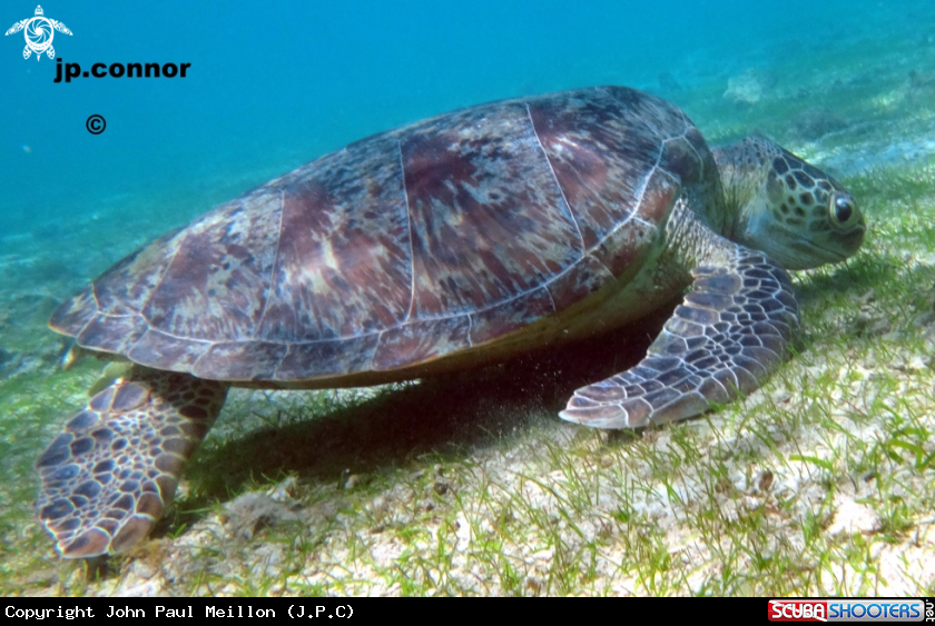 A Tortue Verte