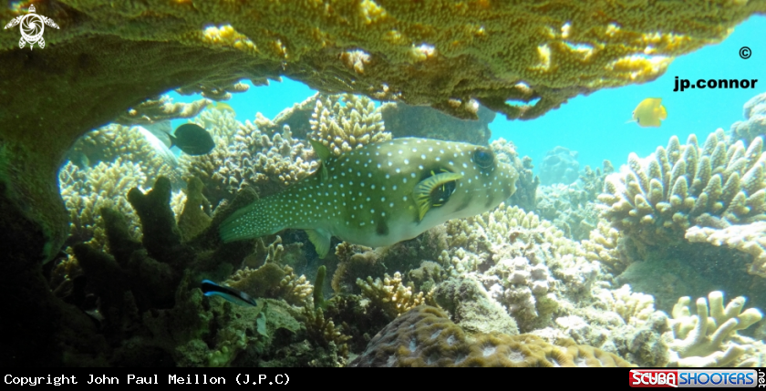 A Poisson ballon 