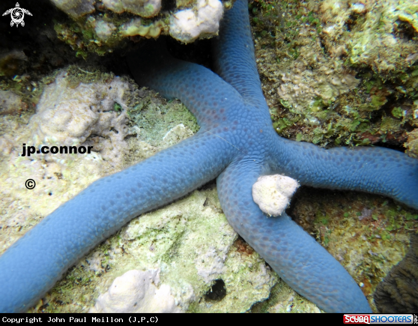 A Etoile de mer bleue