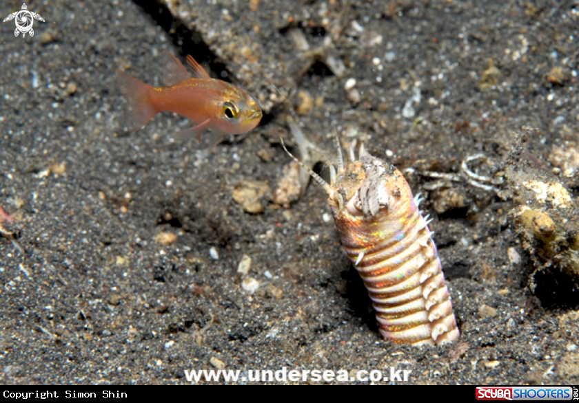 A bobbit worm