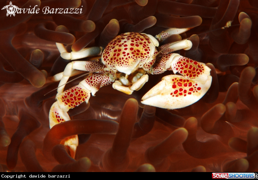 A Porcelain crab