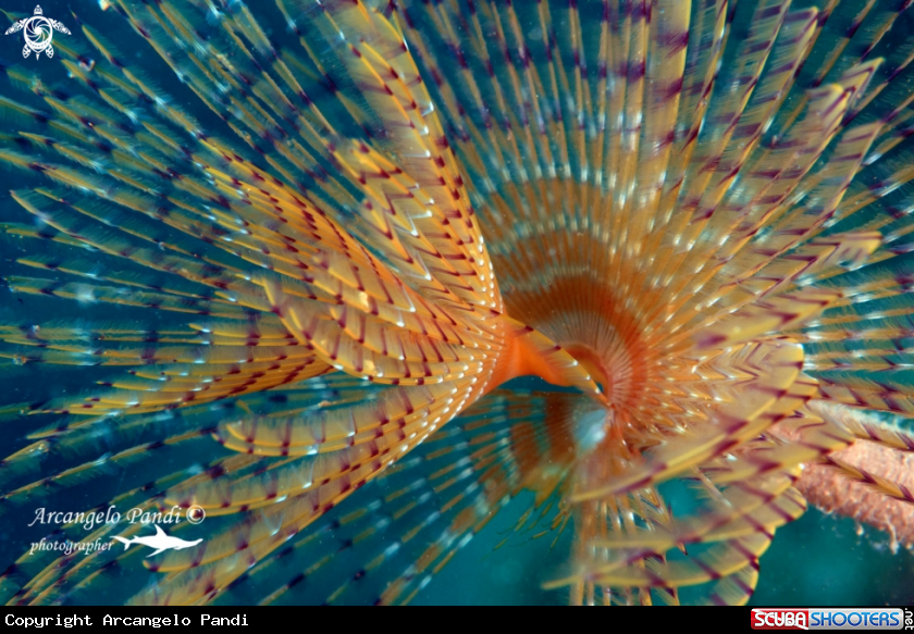 A Spirografo Spallanzani