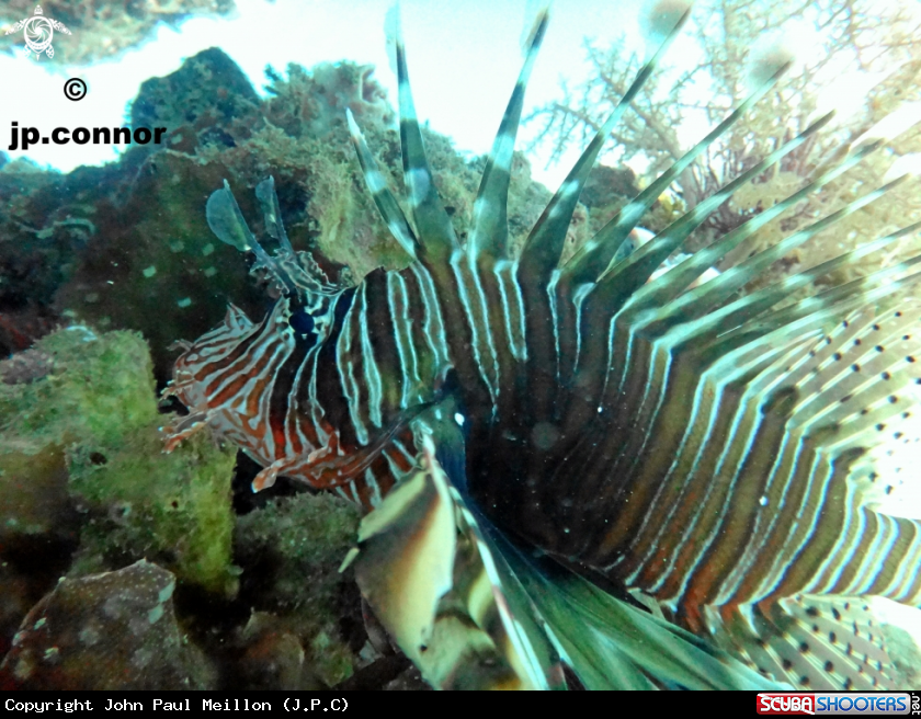 A Pterois-miles