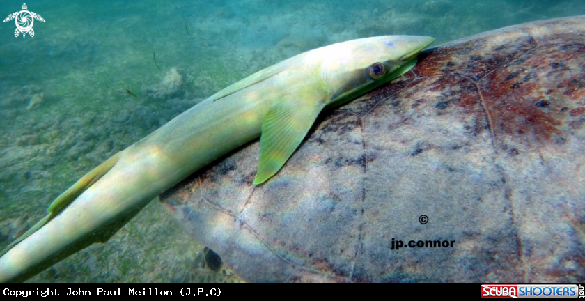 A Remora
