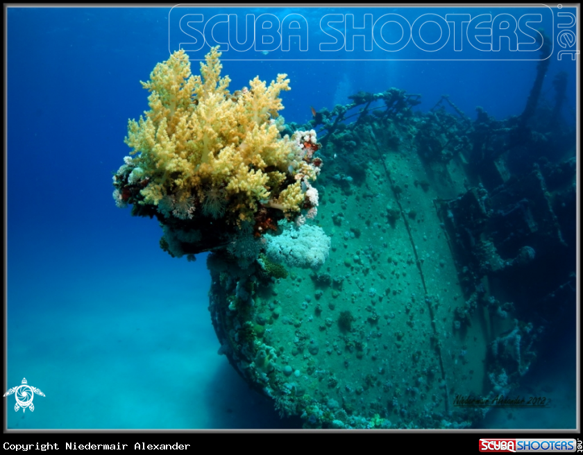 A underwater creature