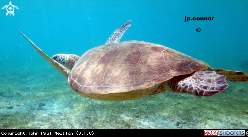 A Tortue Verte