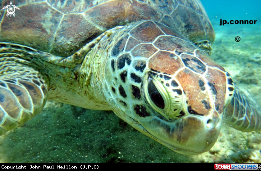 A Tortue Verte