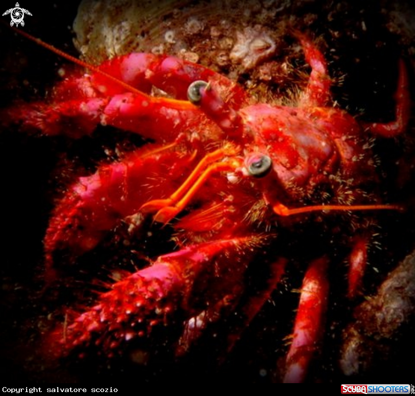 A dardanus