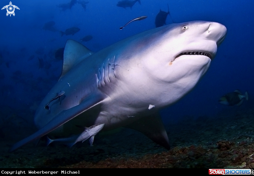 A Bullsharkdiving at Fiji