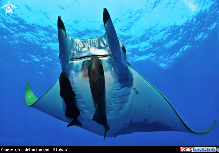 A Devil ray