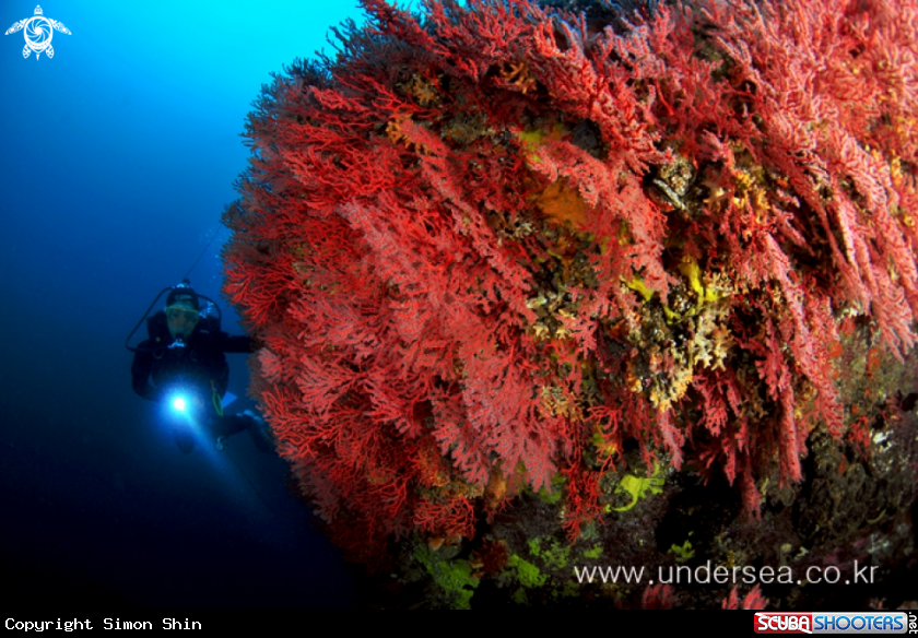 A Horn coral