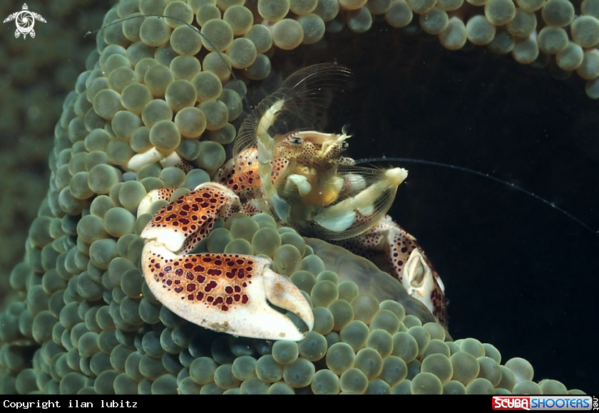 A Crab