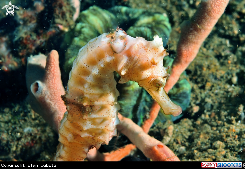 A sea horse