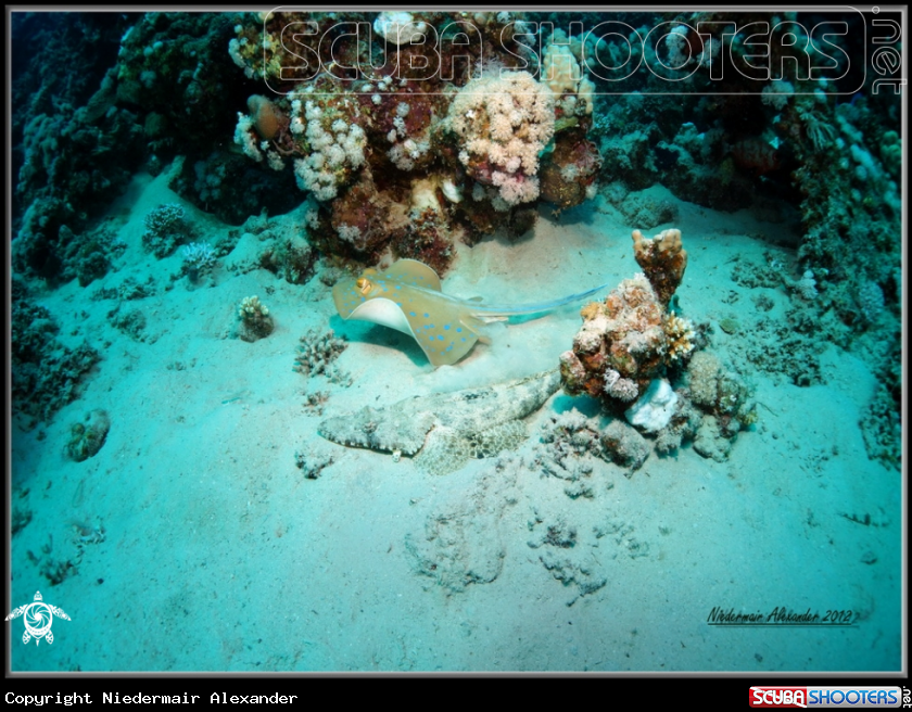A underwater creature