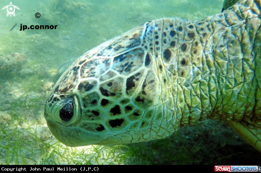 A Tortue Verte