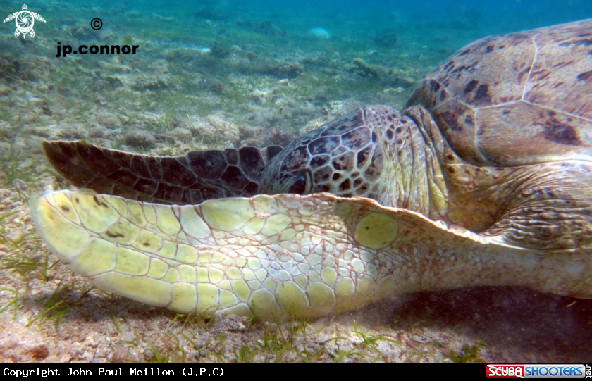 A Tortue Verte