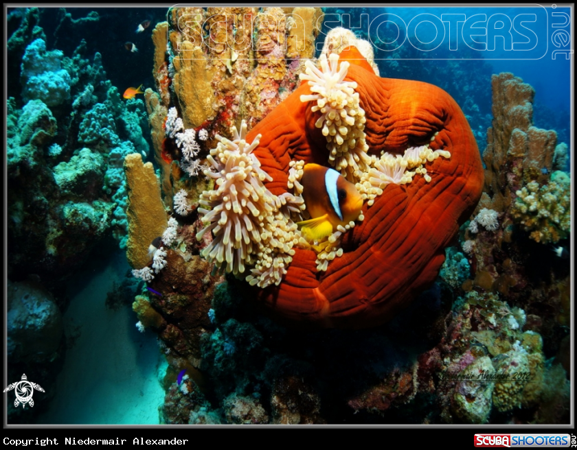 A underwater creature