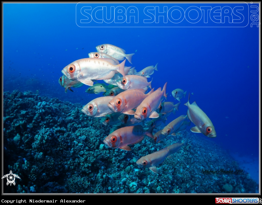 A underwater creature