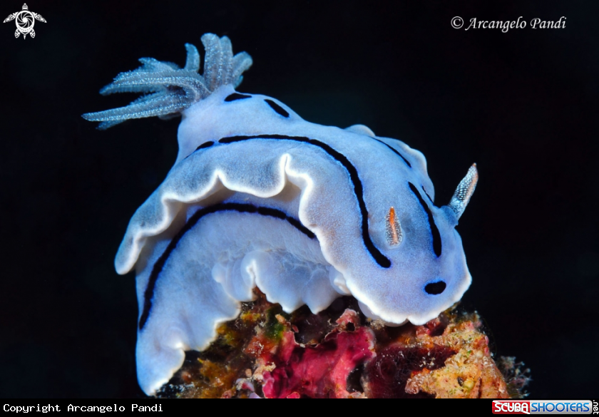 A Nudibranco