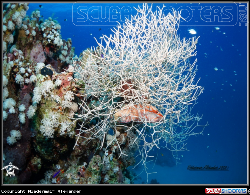 A underwater creature