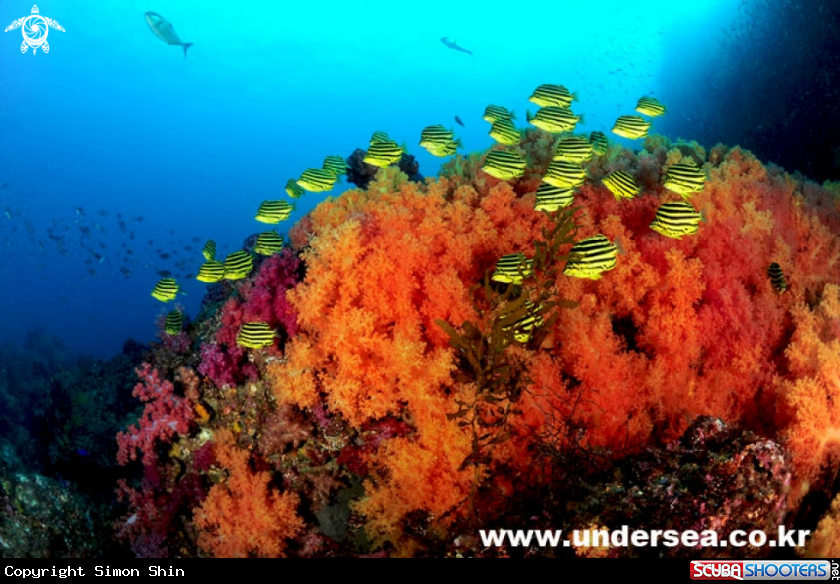 A soft coral