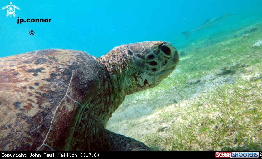 A Tortue Verte