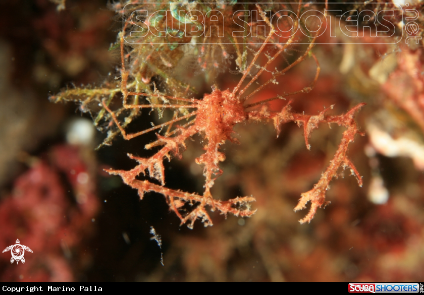 A Crab