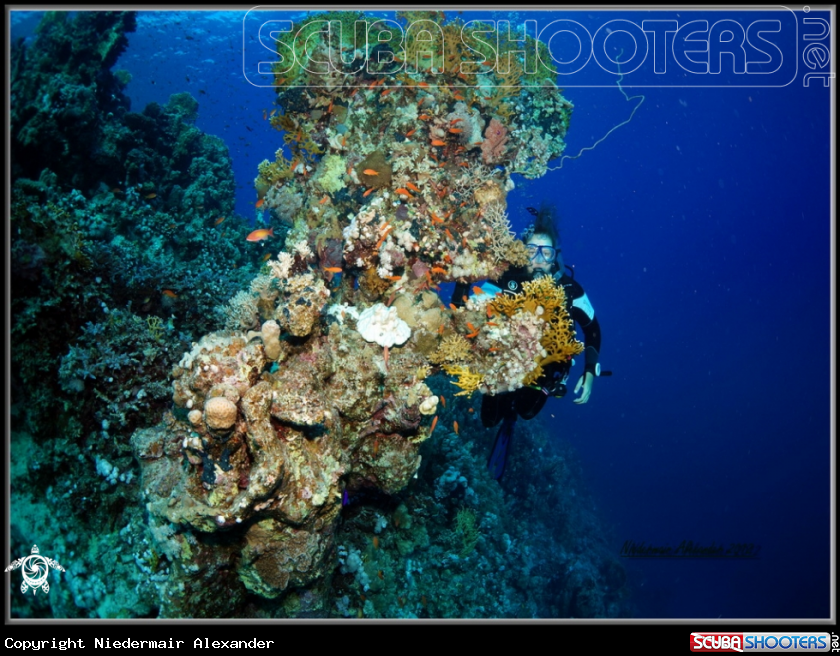 A underwater creature