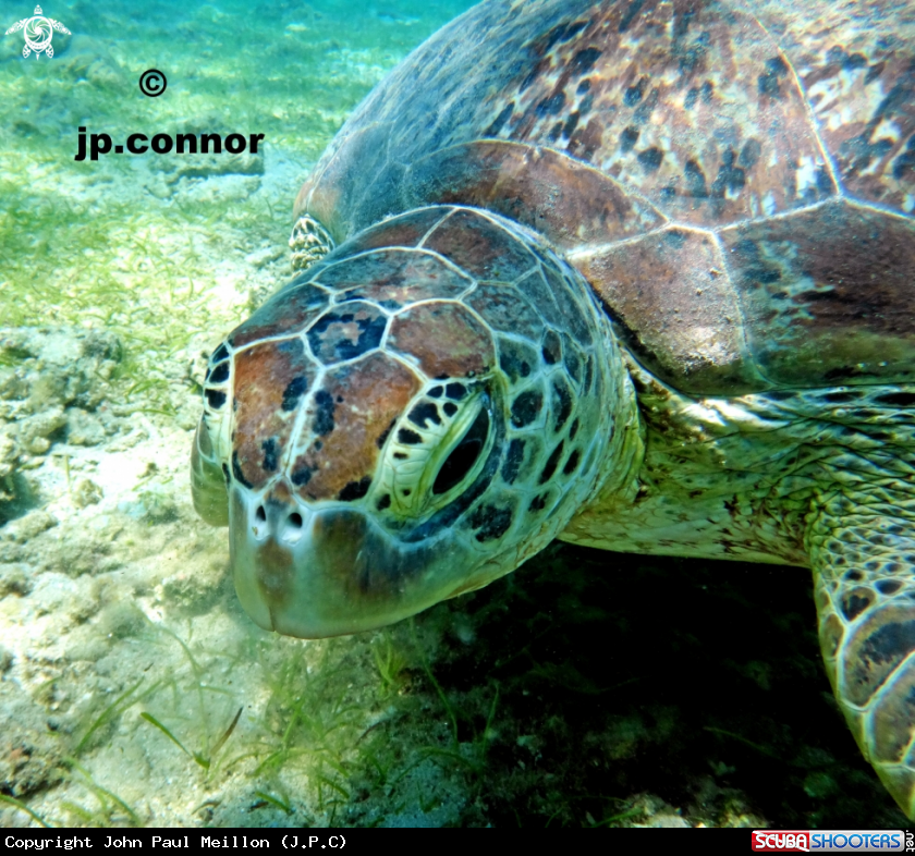 A Tortue Verte