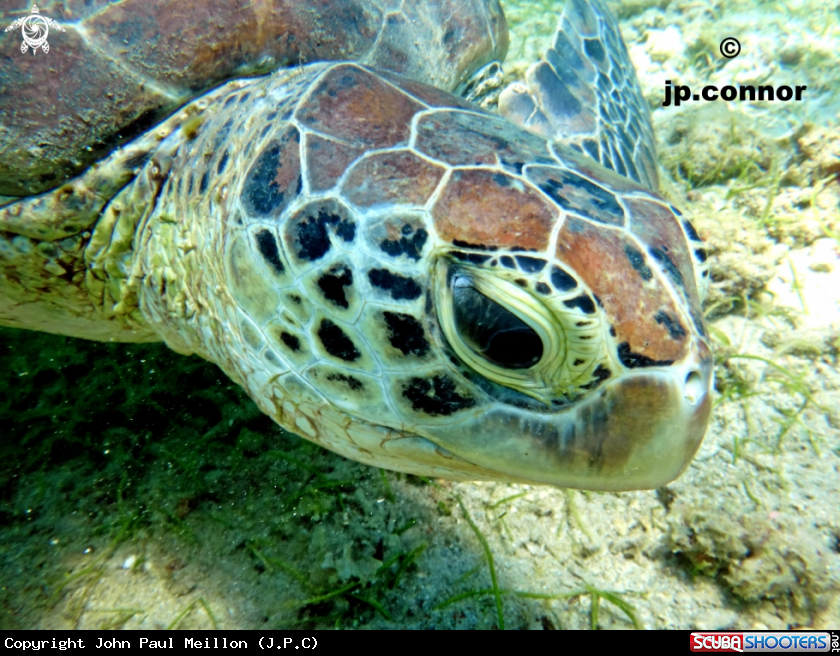 A Tortue Verte