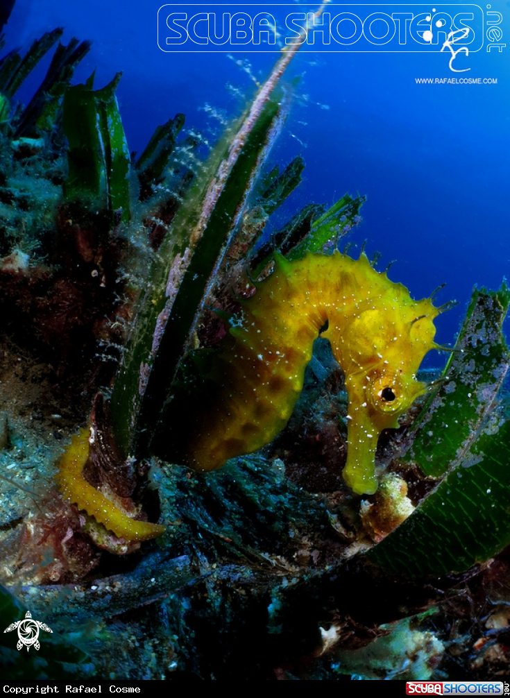 A sea horse
