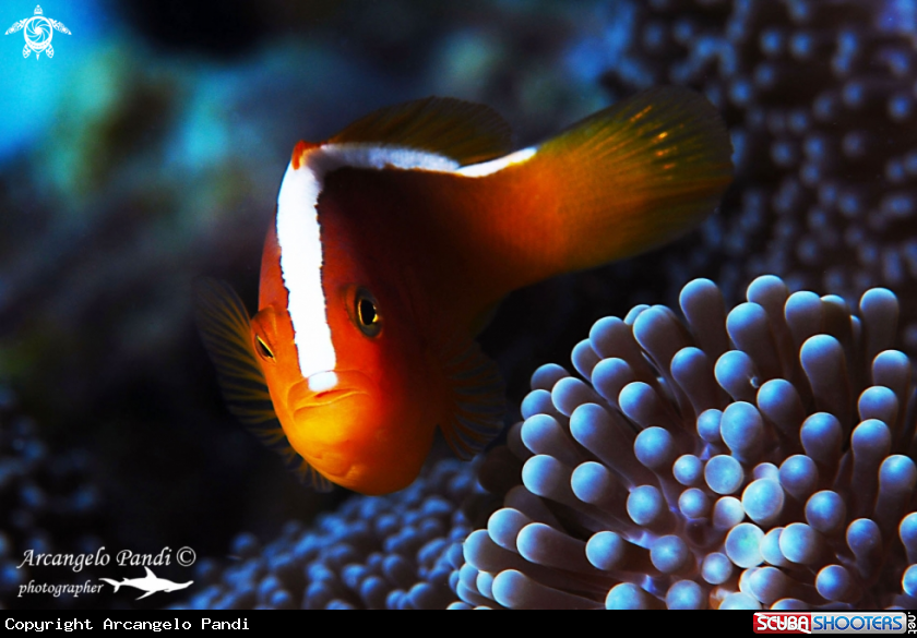 A Clownfish