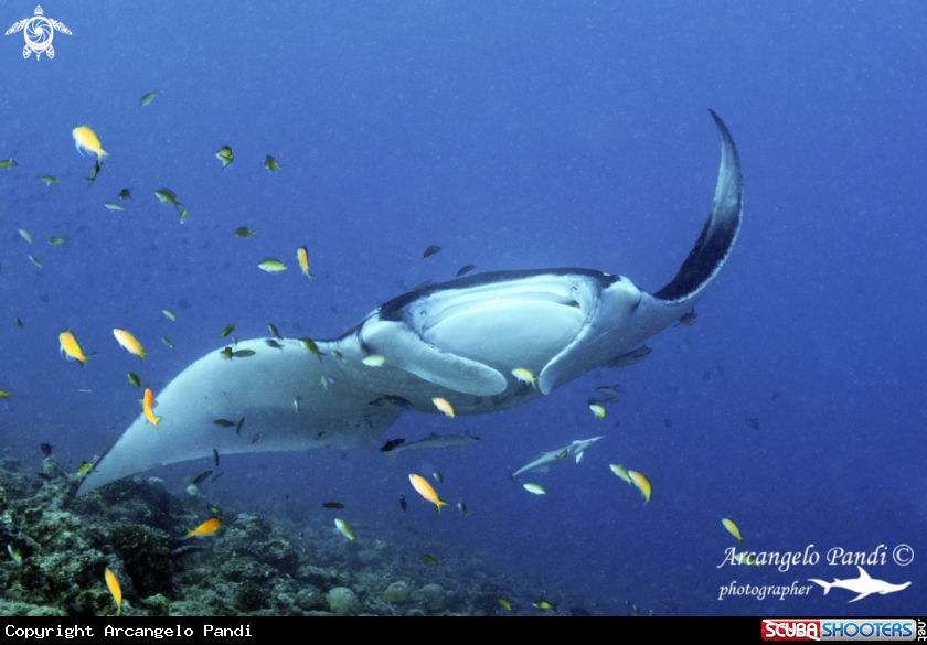 A Manta