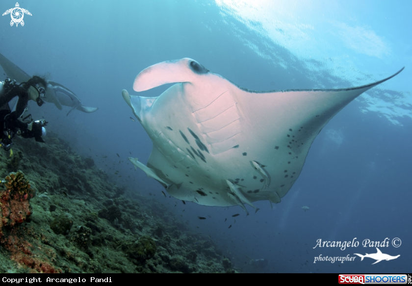 A Manta