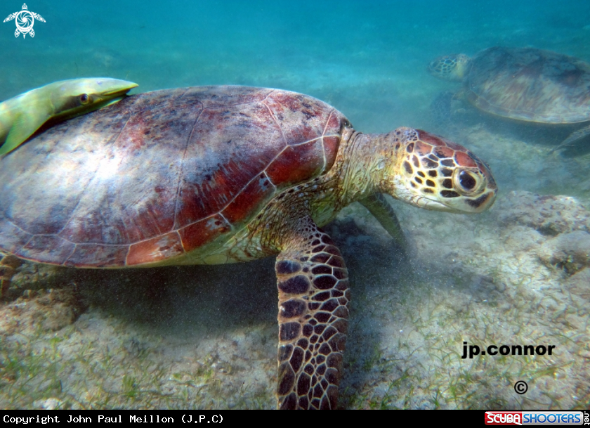 A Tortue Verte