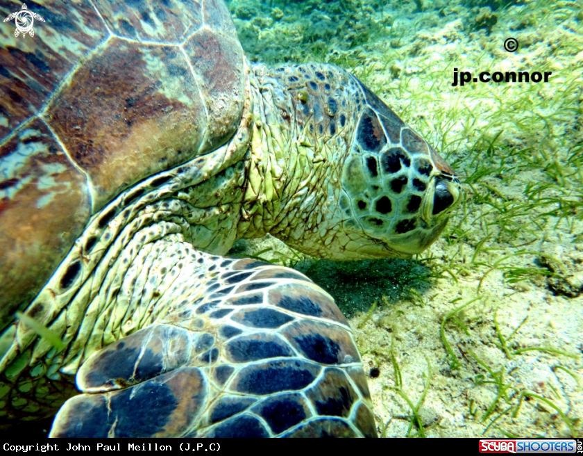 A Tortue Verte