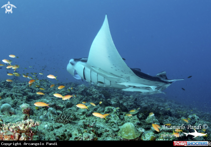 A Manta