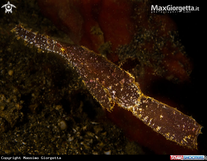 A Robust Ghost Pipefish