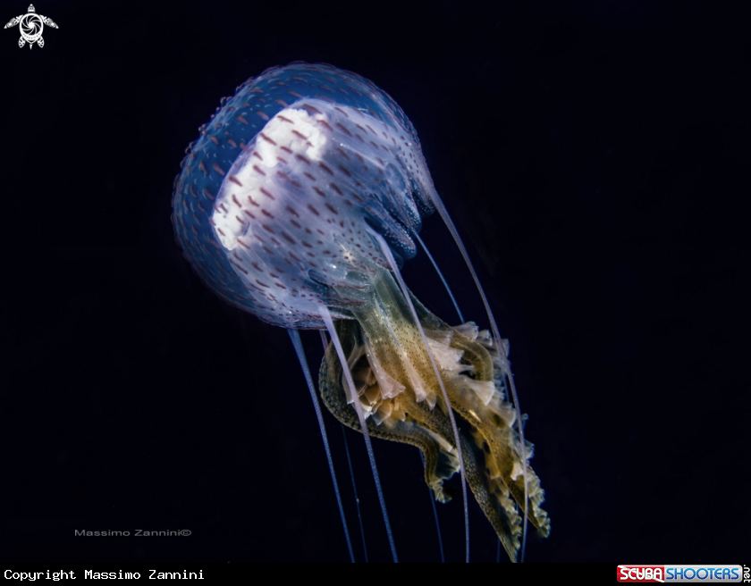 A Sea Wasp 