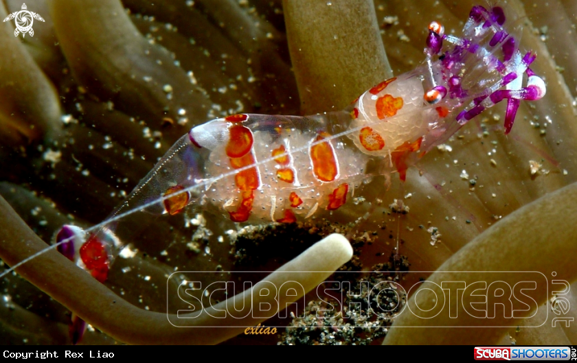 A Anemone Shrimp