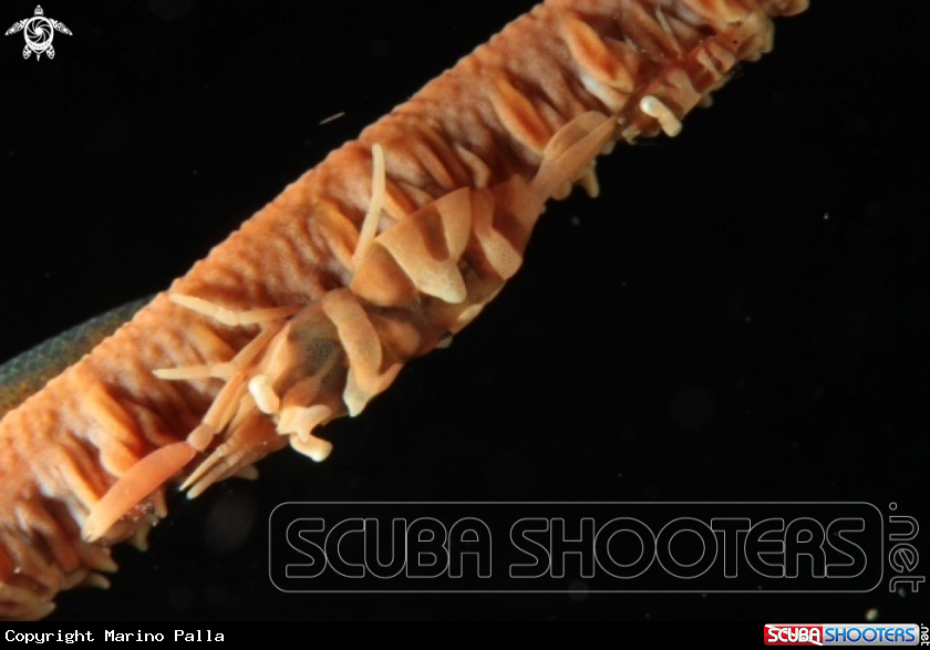 A Shrimp