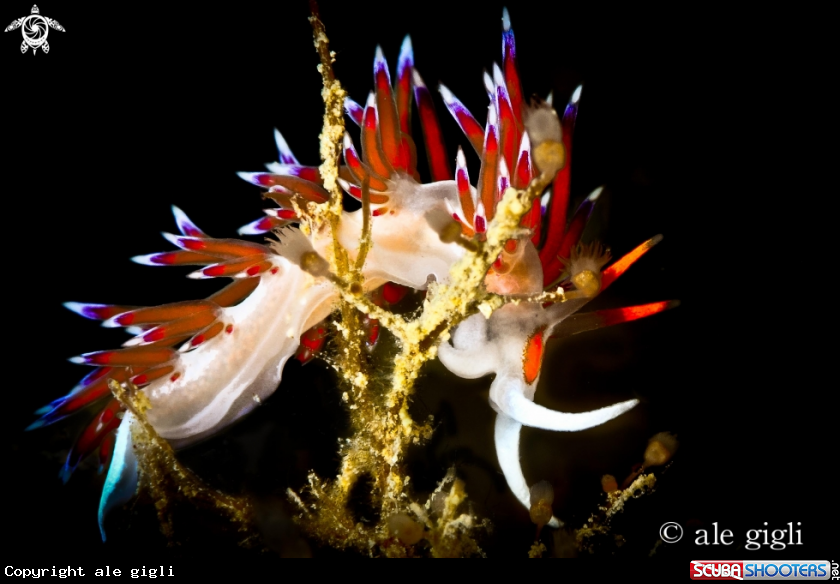 A nudibrancs