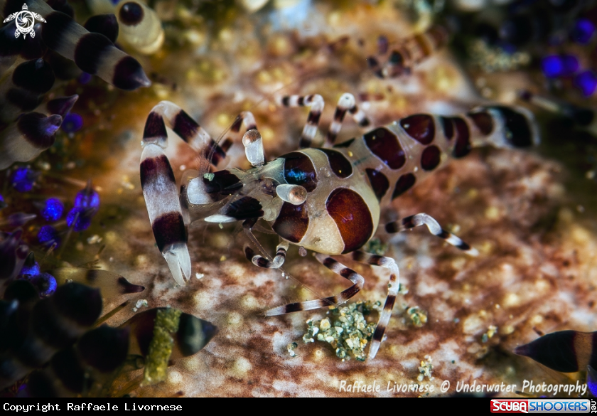 A Coleman Shrimp