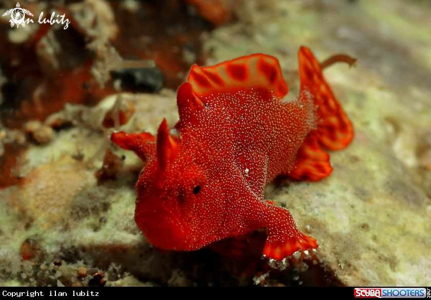 A frogfish