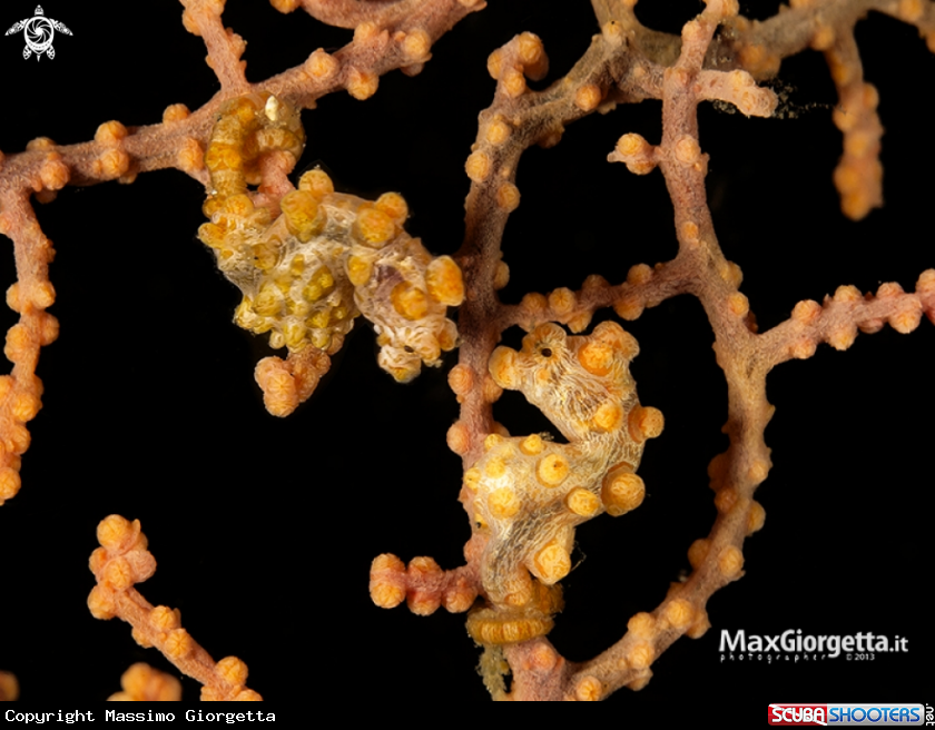 A Yellow Pigmy Sea horse Bargibanti
