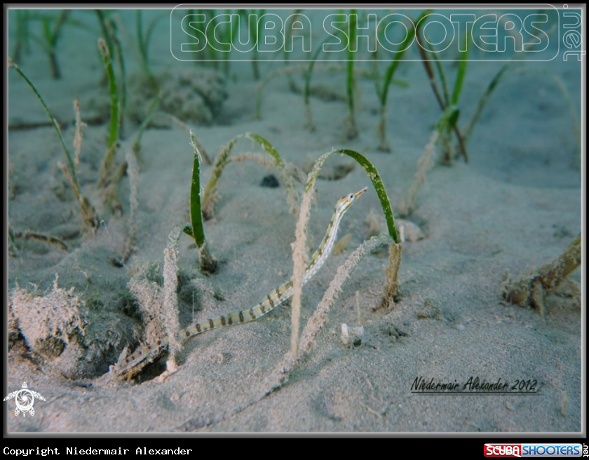 A underwater creature